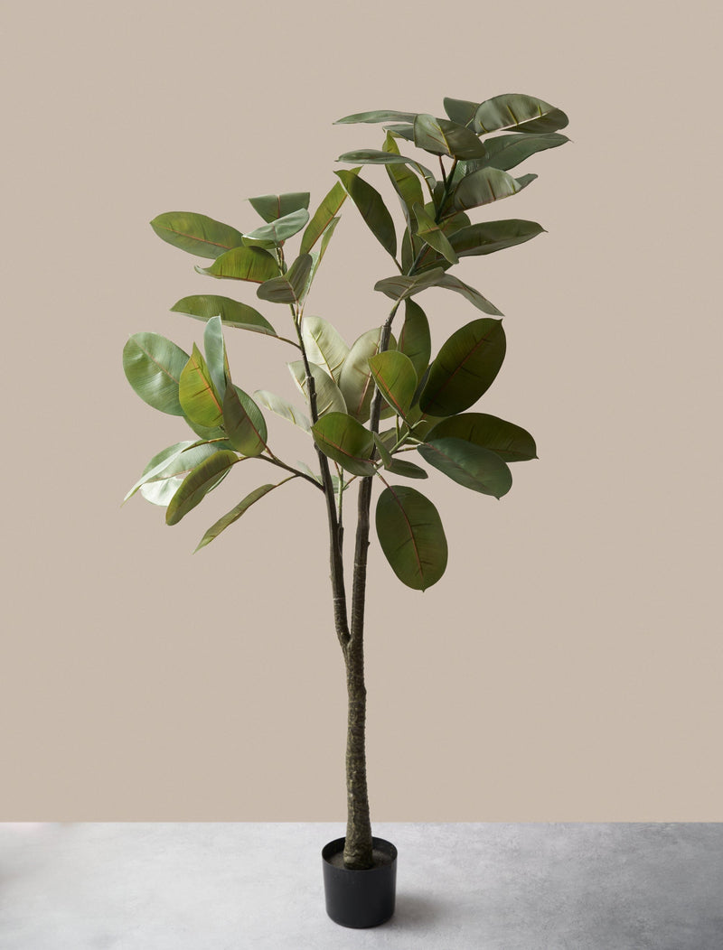 rubber tree faux Faux Ficus Elastica Tree – contempee