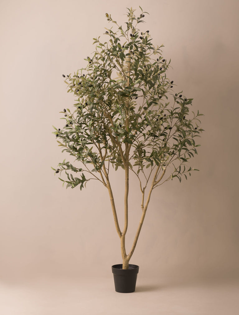 Faux Outdoor Mediterranean Olive Tree (Indoor or Outdoor) 200cm / 6ft 7in
