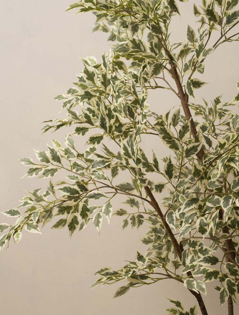 Faux Ficus Anastasia Tree