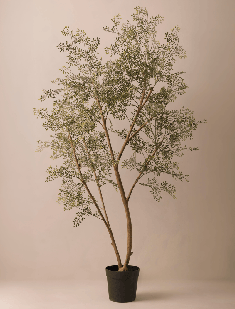 ruscus plant indoor Faux Ruscus Tree (Indoor or Outdoor) 185cm / 6ft 1in – contempee