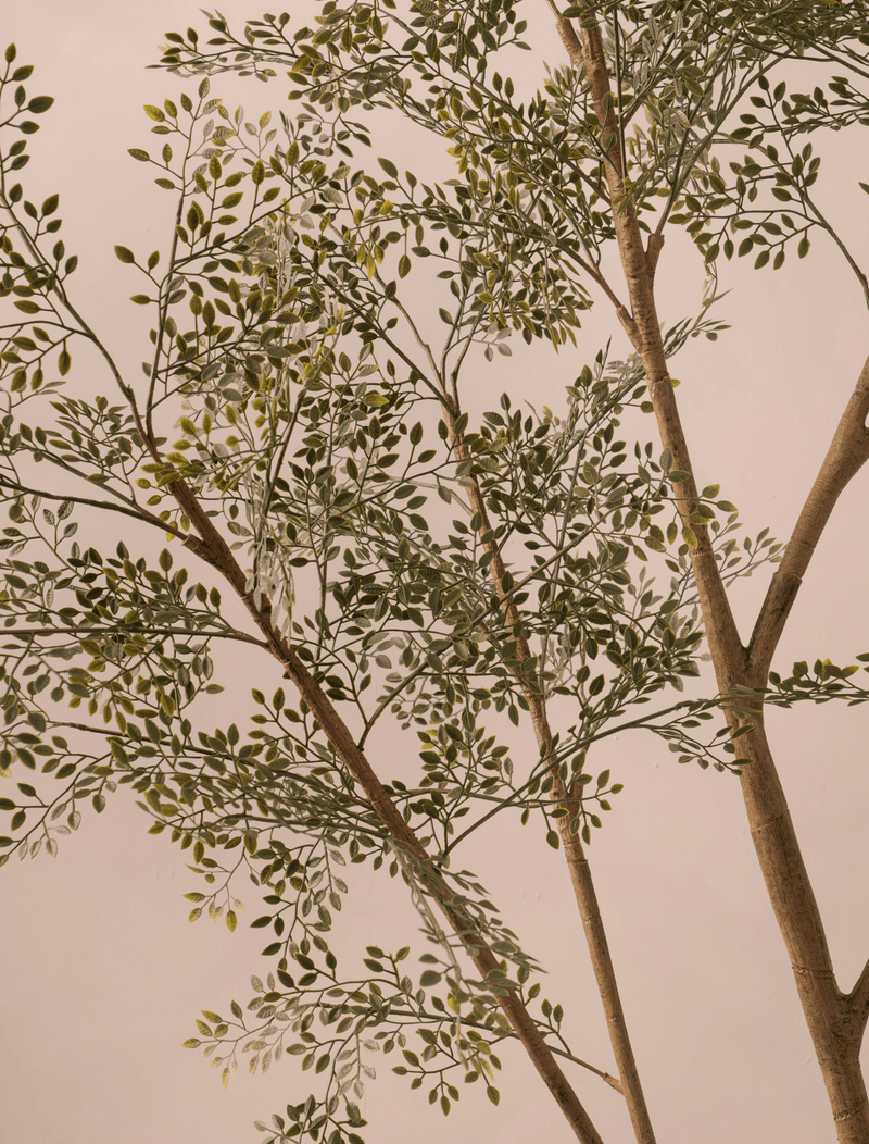 Ruus Tree Faux Ruscus Tree (Indoor or Outdoor) 185cm / 6ft 1in – contempee