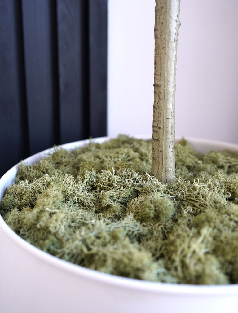 dried moss for potted plants Preserved Moss