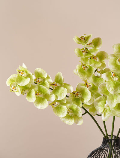 Faux Orchid - Lime (4 stems)